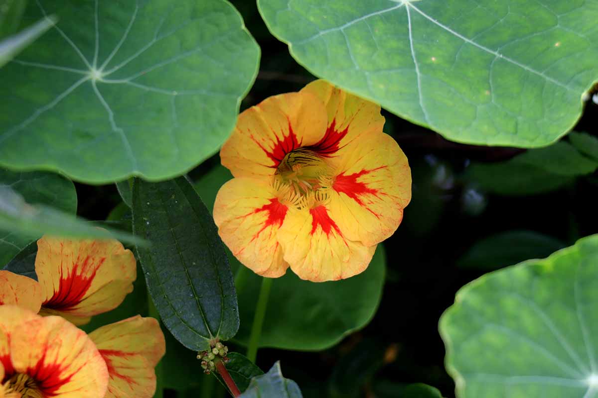 Une photo en gros plan d'une fleur de capucine jaune avec un centre rouge vif, contrastant avec les feuilles vertes plates qui l'entourent, sur un fond sombre.