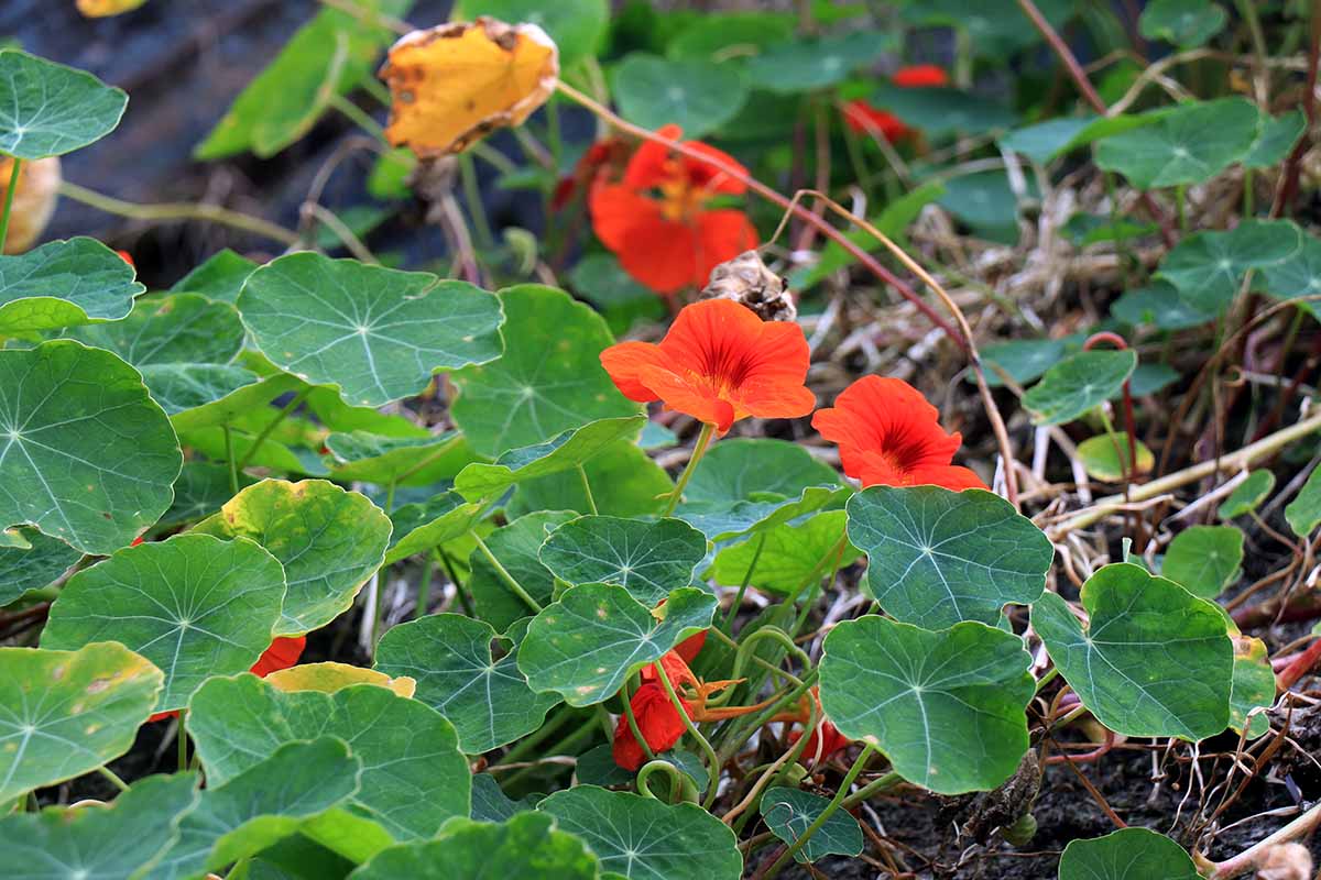 Un gros plan d'une plante de capucine avec des fleurs rouge vif et de grandes feuilles vertes plates poussant dans le jardin. L'arrière-plan est constitué de sol et de végétation qui s'estompent pour devenir flous.