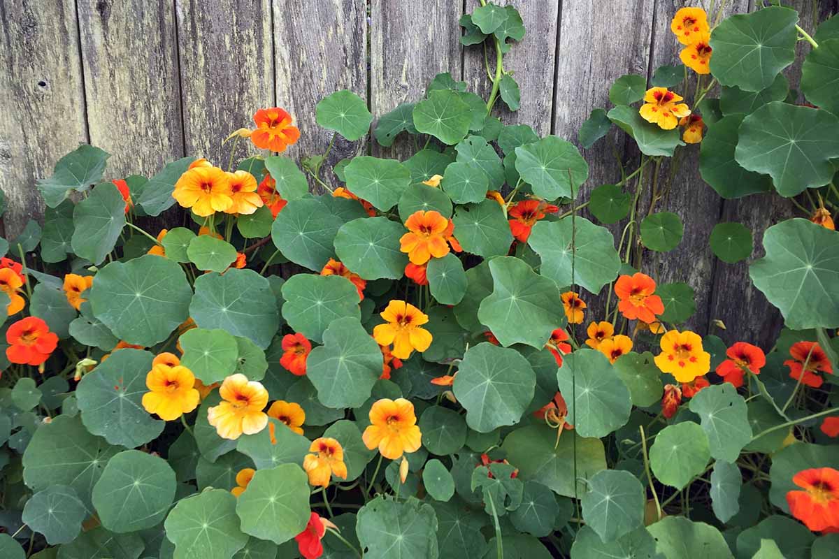 Une plante Tropaeolum majus avec des fleurs jaunes et rouges et des feuilles vertes plates caractéristiques, poussant sur une clôture en bois.