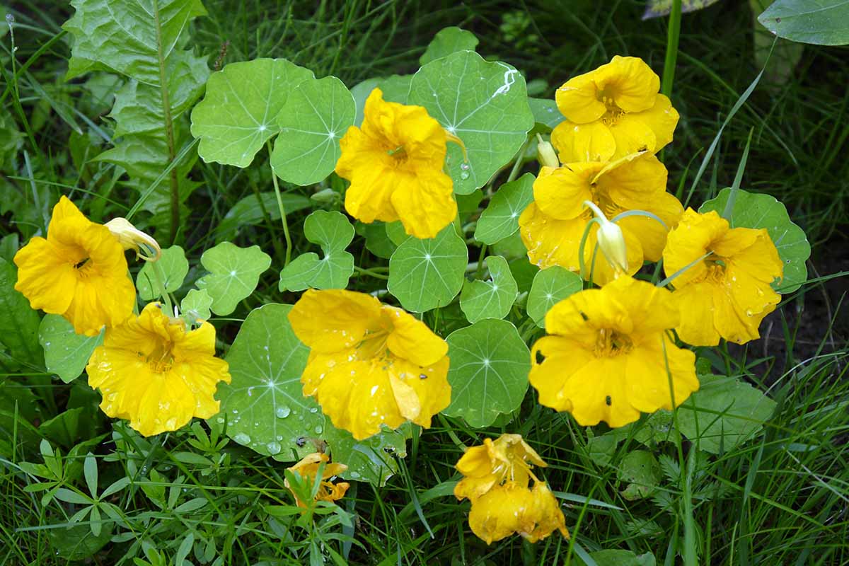 Un gros plan d'une plante Tropaeolum majus avec des fleurs jaune vif et de grandes feuilles vertes plates. L'arrière-plan est constitué d'herbe et de végétation au foyer doux.