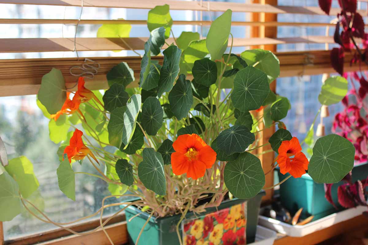 Gros plan d'une plante Tropaeolum majus avec des fleurs rouges et des feuilles vertes plates poussant dans un récipient sur un rebord de fenêtre. En arrière-plan, la douce lumière du soleil traverse la fenêtre.