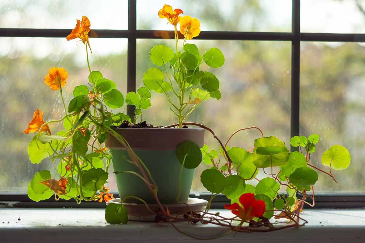 Une plante de capucine dans un pot vert poussant sur un rebord de fenêtre en hiver. Il y a des fleurs rouges et jaunes contrastant avec les grandes feuilles vertes plates, sous un soleil léger.