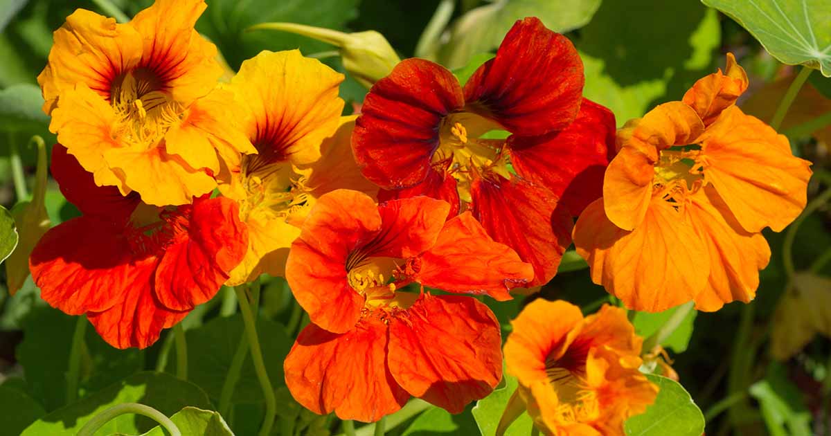Comment prendre soin des capucines en hiver