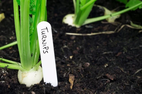 Comment faire pousser des navets en pots à la maison