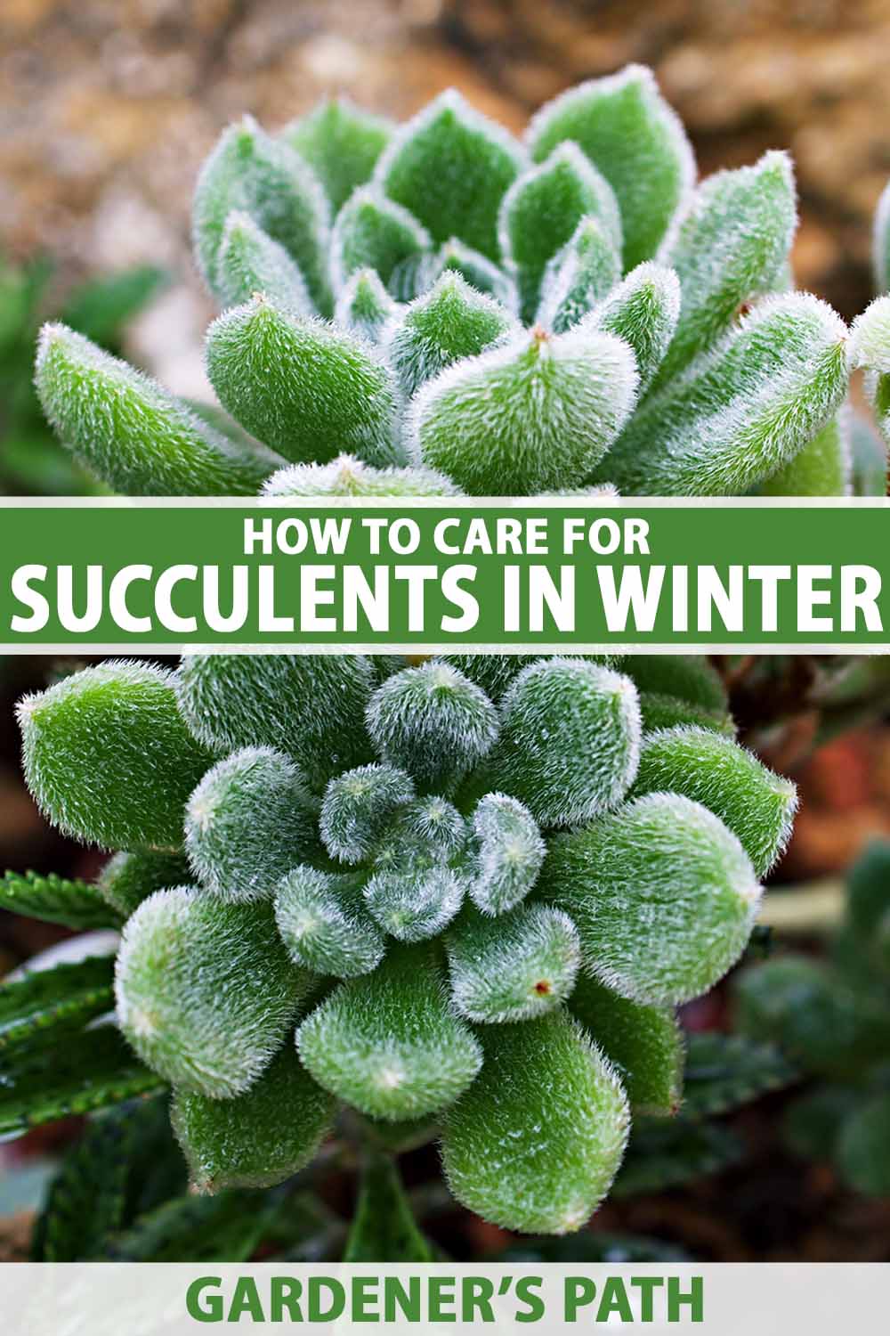 Une image verticale en gros plan de plantes succulentes d'echeveria poussant dans le jardin en hiver. Au centre et en bas du cadre se trouve un texte imprimé en vert et blanc.