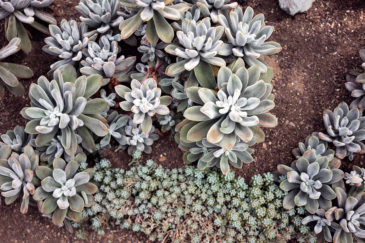 Une image horizontale en gros plan de plantes succulentes poussant à l'extérieur dans le jardin.