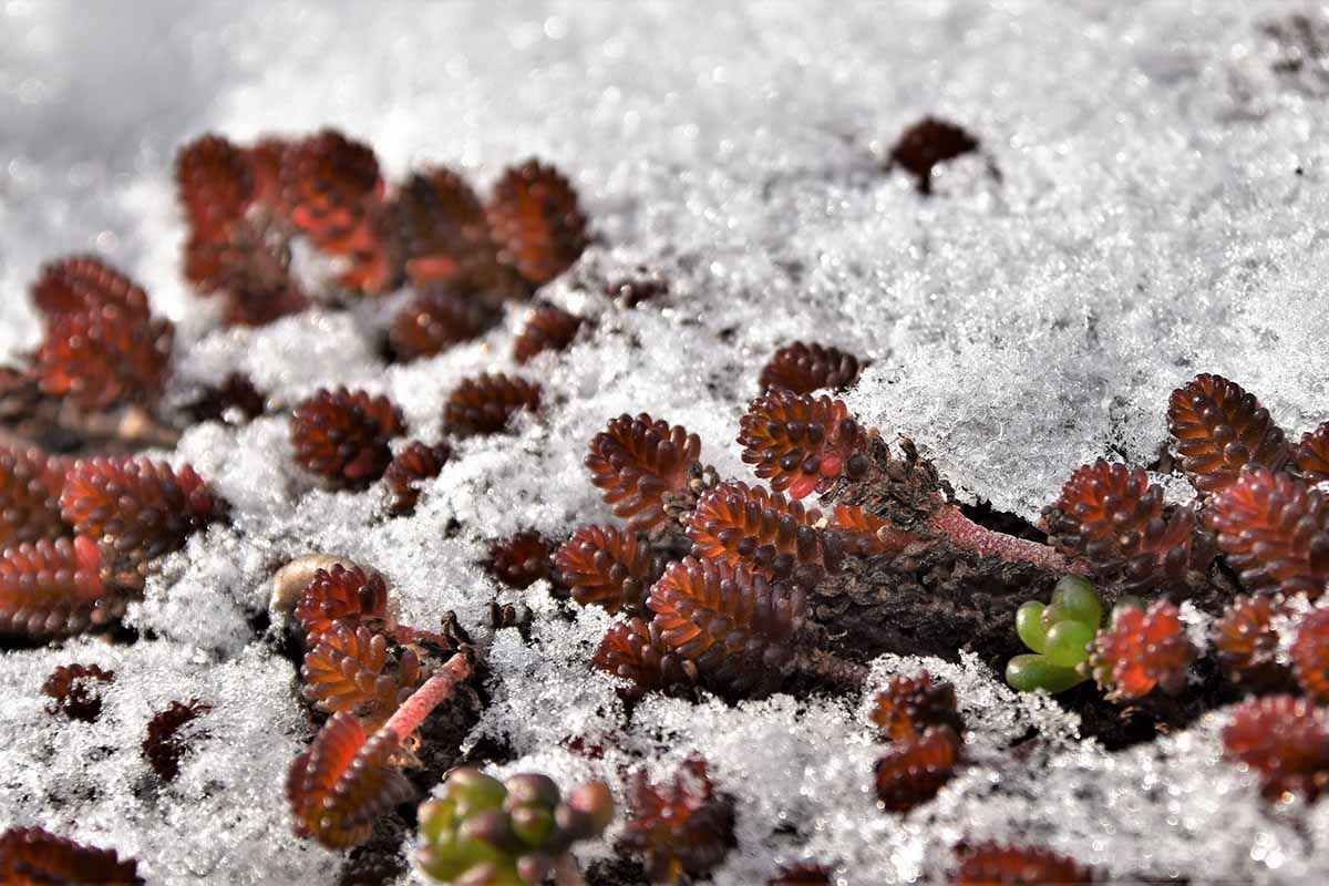 Une image horizontale en gros plan de plantes succulentes poussant dans le jardin sous une légère couche de neige.