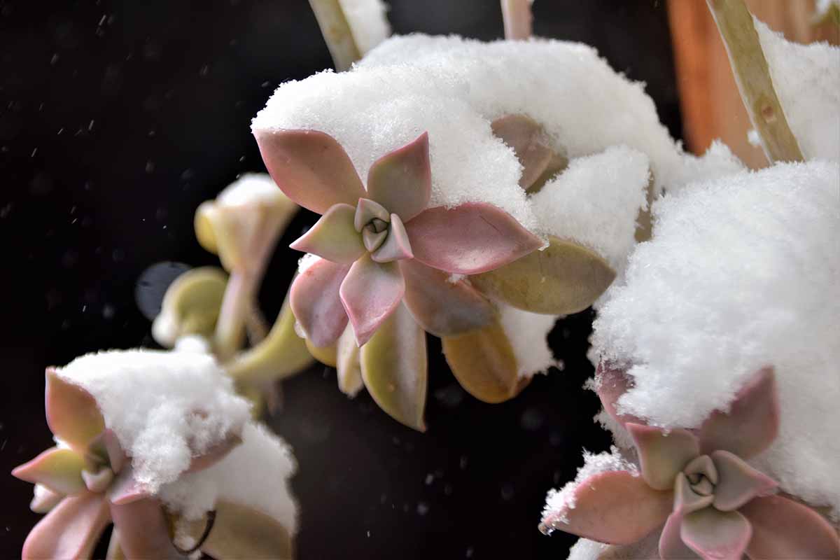 Une image horizontale en gros plan de plantes succulentes recouvertes d'une couche de neige.