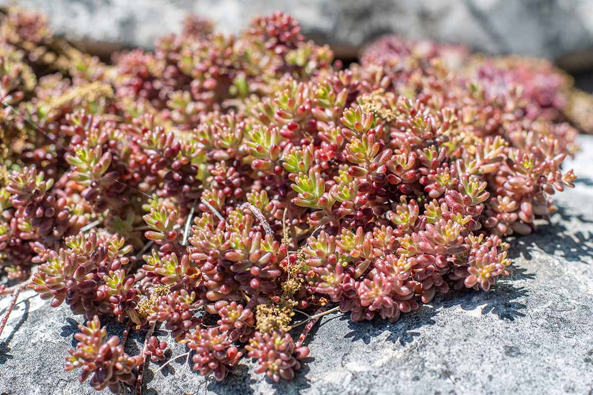 Une image horizontale en gros plan d'un sedum couvre-sol poussant sur un rocher à l'extérieur.