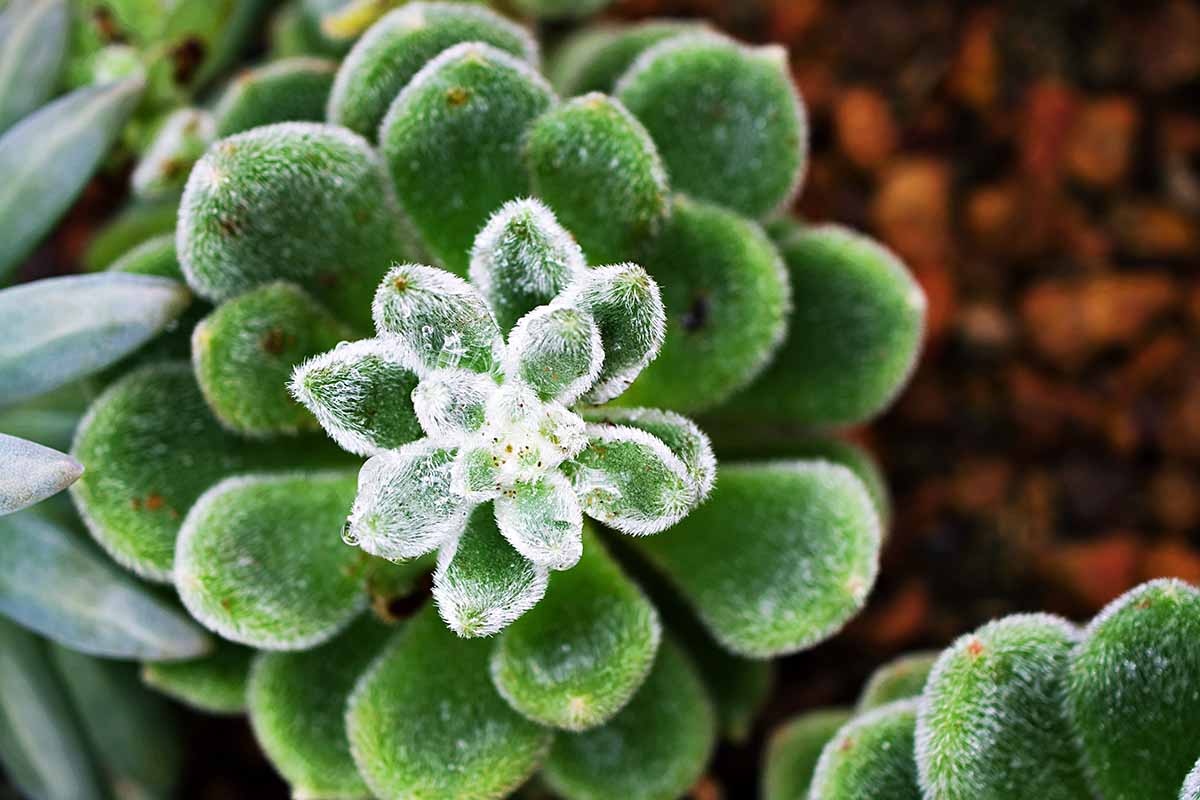 Une image horizontale en gros plan d'une succulente echeveria poussant dans le jardin.