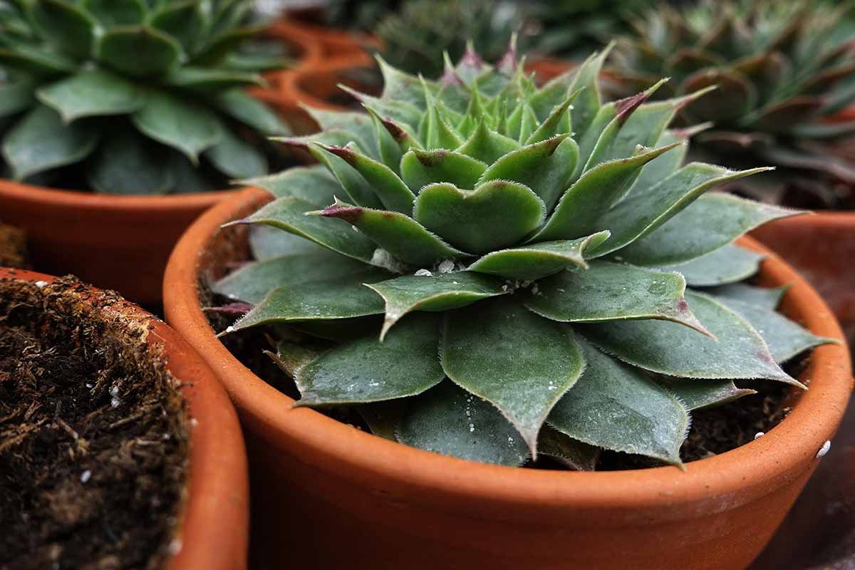 Une image horizontale en gros plan d'une succulente dans un pot en terre cuite avec des signes d'infestation de cochenilles.