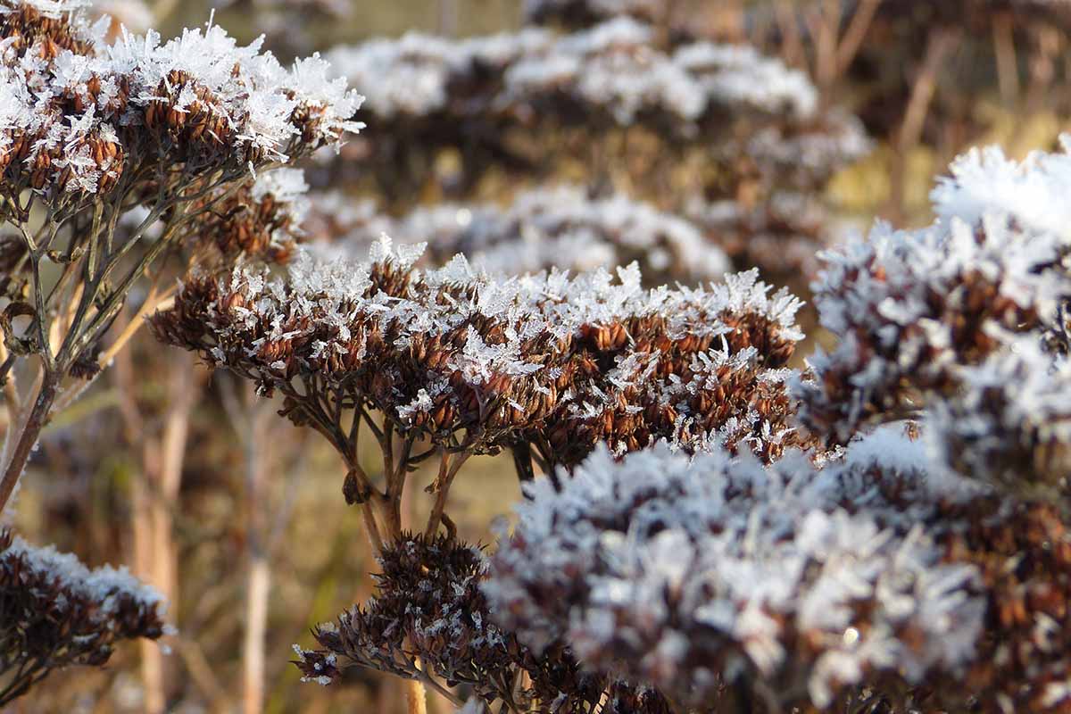 Une image horizontale en gros plan de fleurs de sedum recouvertes d'une couche de neige et de givre.