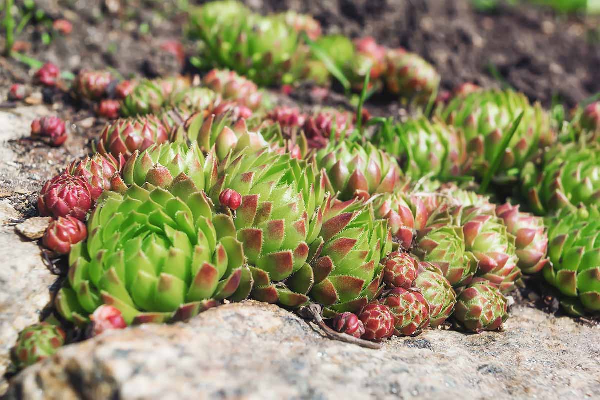 Une image horizontale en gros plan de plantes succulentes poussant dans un jardin de rocaille à l'extérieur.