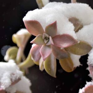 Comment prendre soin des plantes succulentes en hiver