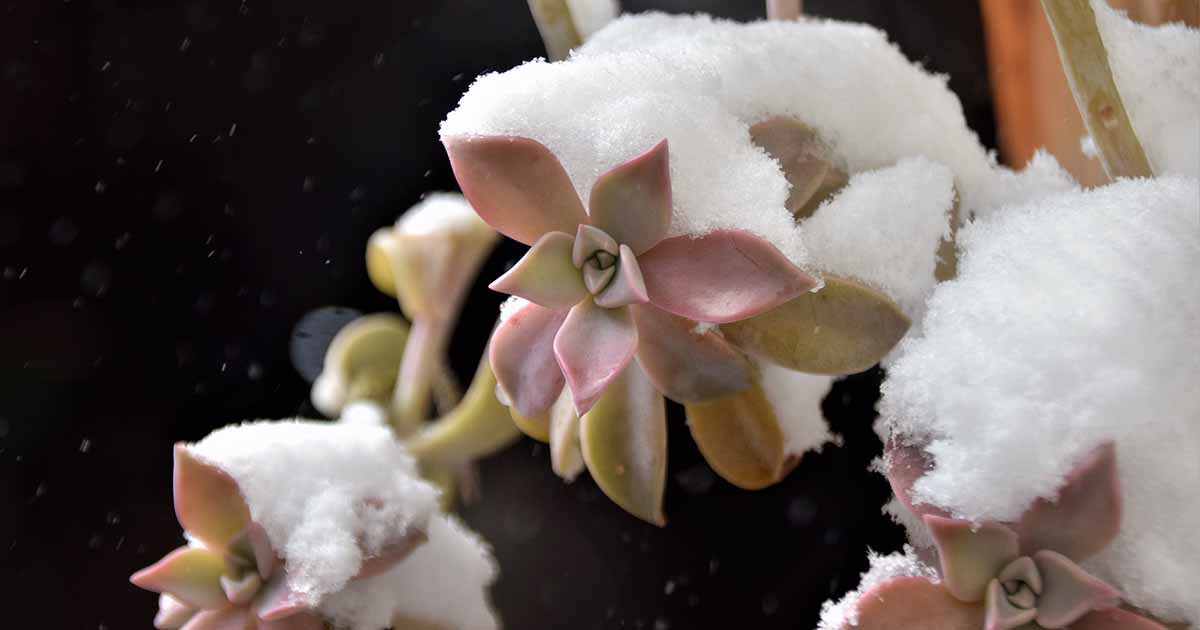 Comment prendre soin des plantes succulentes en hiver