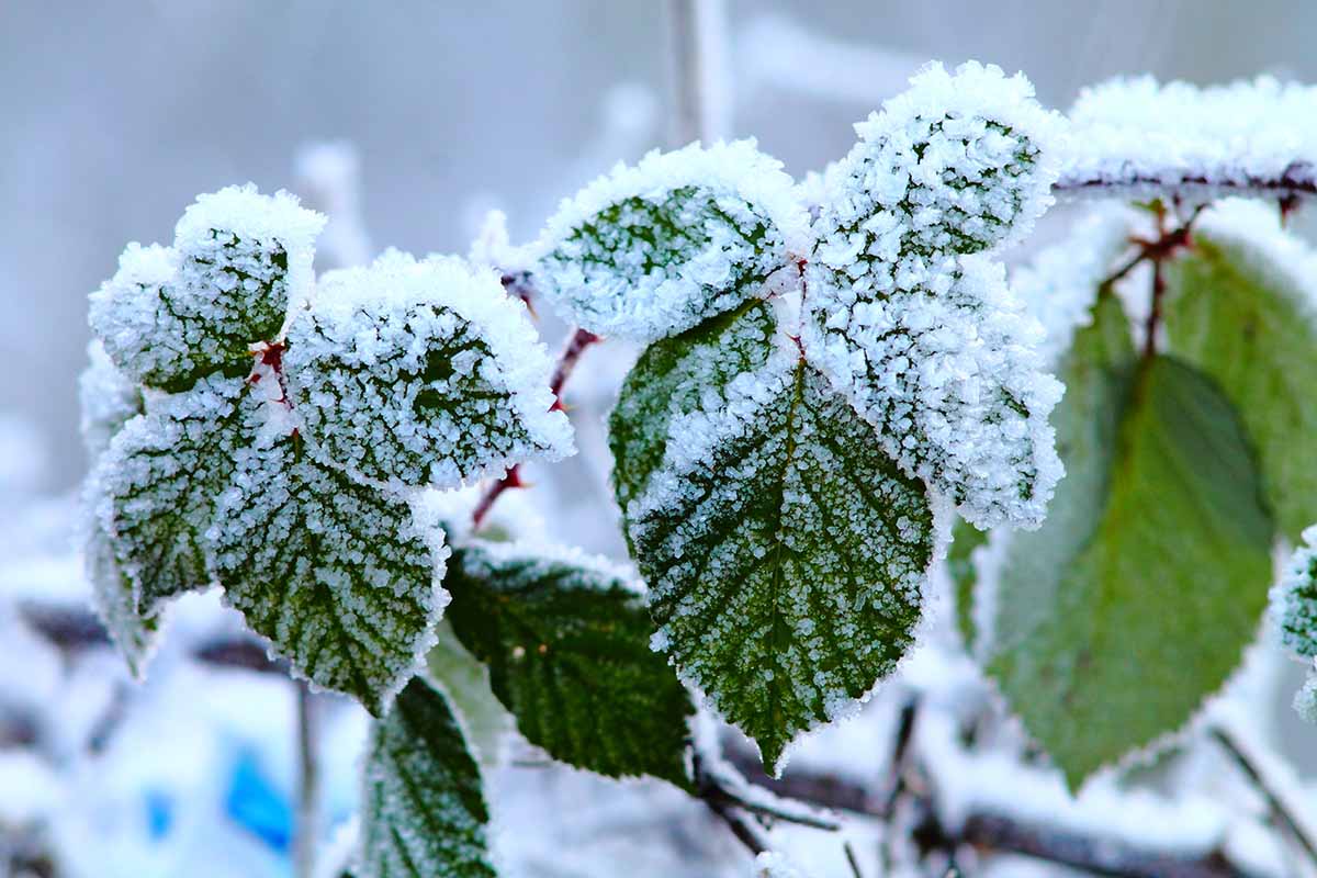 Une image horizontale en gros plan d'arbustes de mûres de Boysen en hiver, photographiée sur un fond flou.