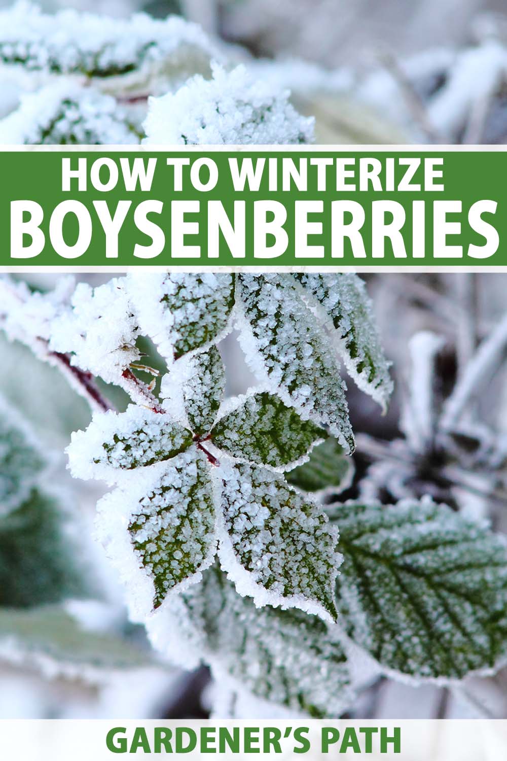 Une image verticale en gros plan d'une plante de mûre de Boysen couverte de givre, représentée sur un fond flou. En haut et en bas du cadre se trouve un texte imprimé en vert et blanc.