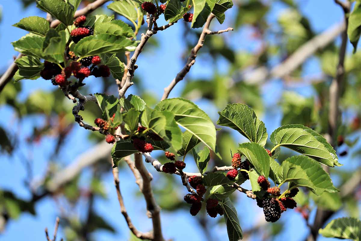 Une image horizontale en gros plan d'une tige de mûre de Boysen chargée de fruits mûrissants sur un fond de ciel bleu, photographiée sous un soleil éclatant.