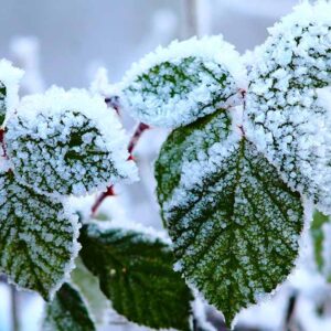 Comment préparer les buissons de Boysenberry pour l'hiver