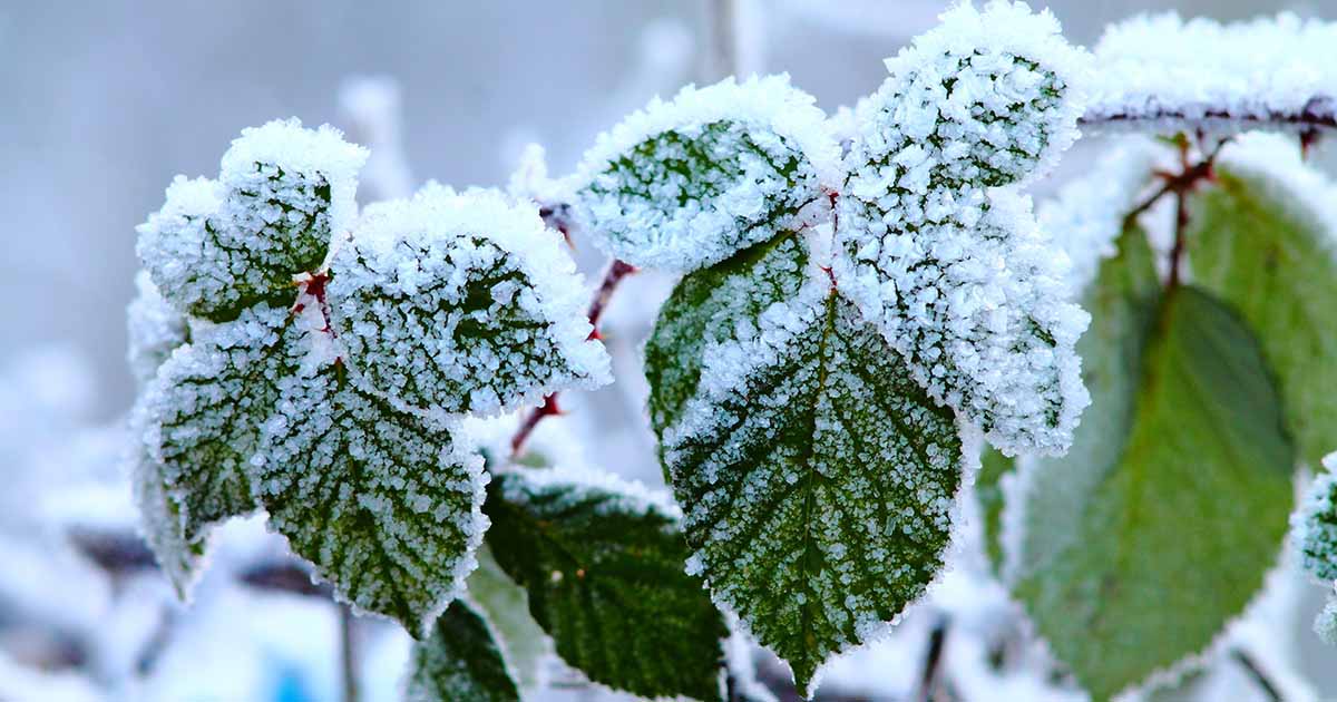 Comment préparer les buissons de Boysenberry pour l'hiver