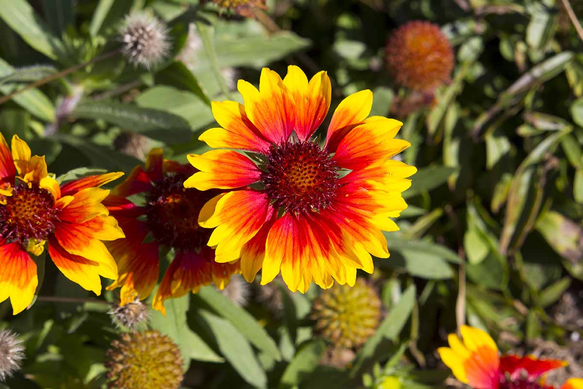 Une image horizontale en gros plan d'une fleur de couverture jaune vif et rouge poussant dans le jardin d'été, photographiée sous un soleil éclatant avec un feuillage flou en arrière-plan.