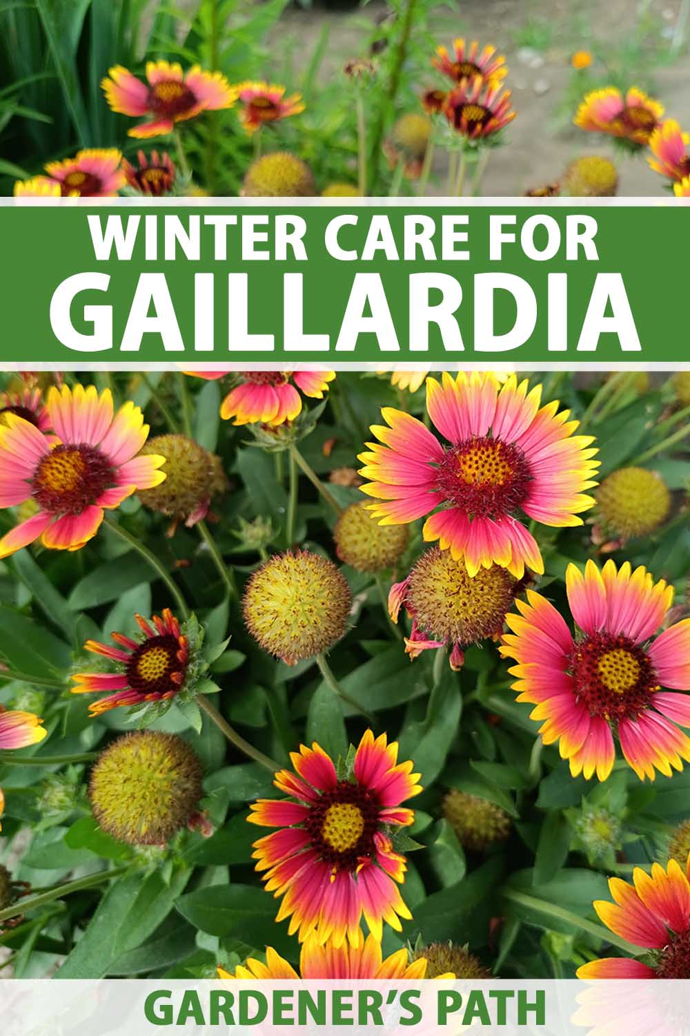 Une image verticale en gros plan de fleurs de Gaillardia poussant dans le jardin. En haut et en bas du cadre se trouve un texte imprimé en vert et blanc.