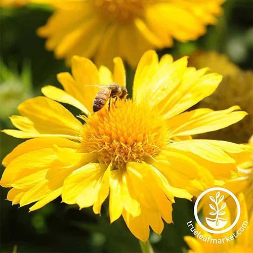 Une image carrée en gros plan de la fleur jaune vif de 'Mesa Yellow' avec une abeille qui s'en nourrit, photographiée sous un soleil éclatant. En bas à droite du cadre se trouve un logo circulaire blanc avec du texte.