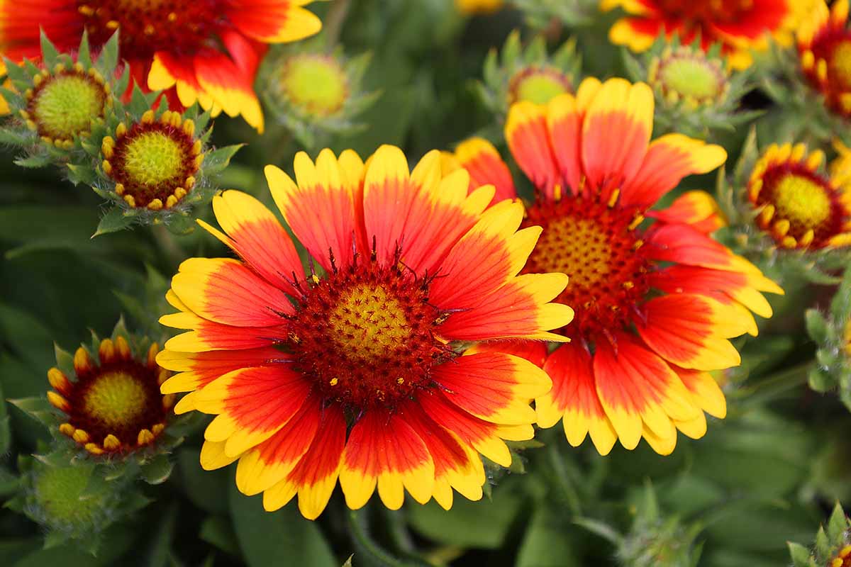 Une image horizontale en gros plan de Gaillardia rouge vif et jaune, alias fleurs de couverture, poussant dans le jardin.