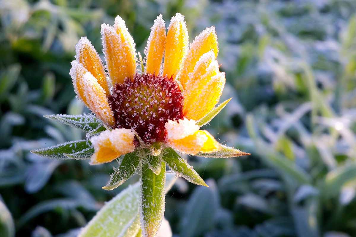 Image horizontale en gros plan d'une petite fleur jaune recouverte d'une légère couche de givre, représentée sous un soleil éclatant sur un fond flou.
