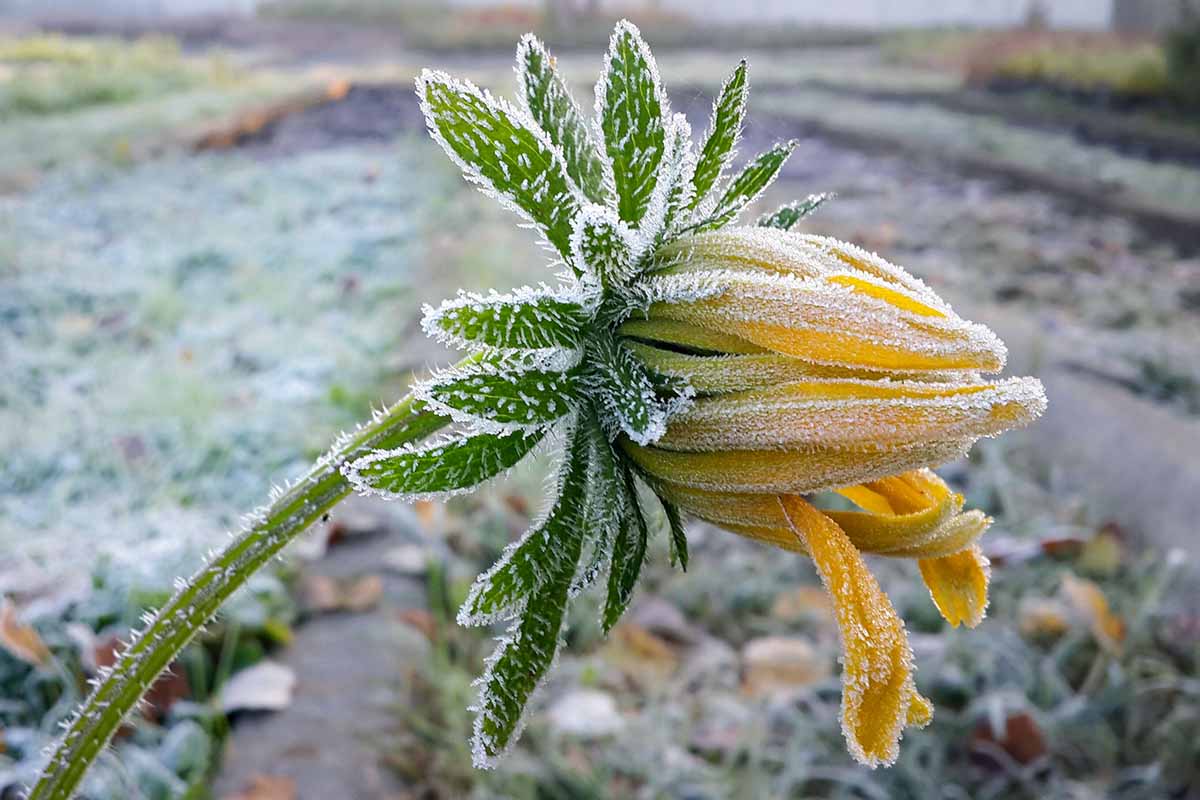 Une image horizontale en gros plan d'une fleur jaune couverte de givre, représentée sur un fond flou.