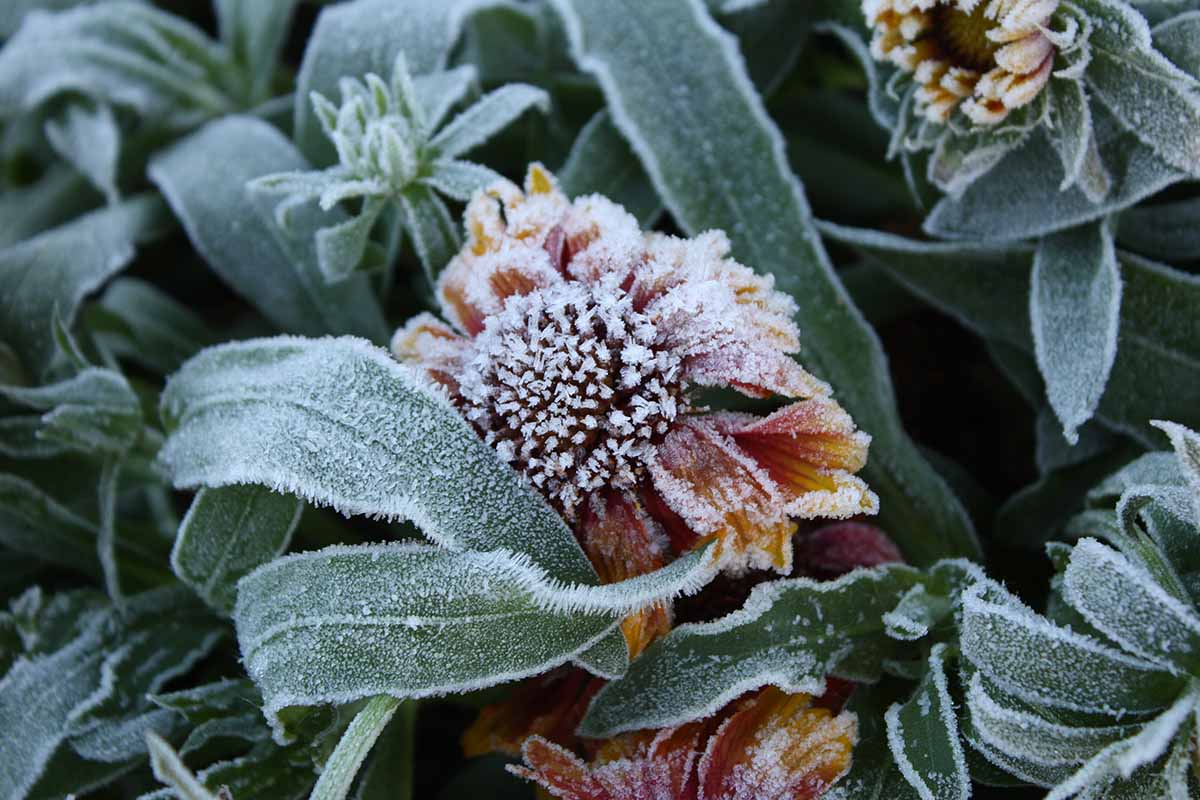 Image horizontale en gros plan d'une plante gaillarde recouverte de givre avec une petite fleur et un feuillage fanés.