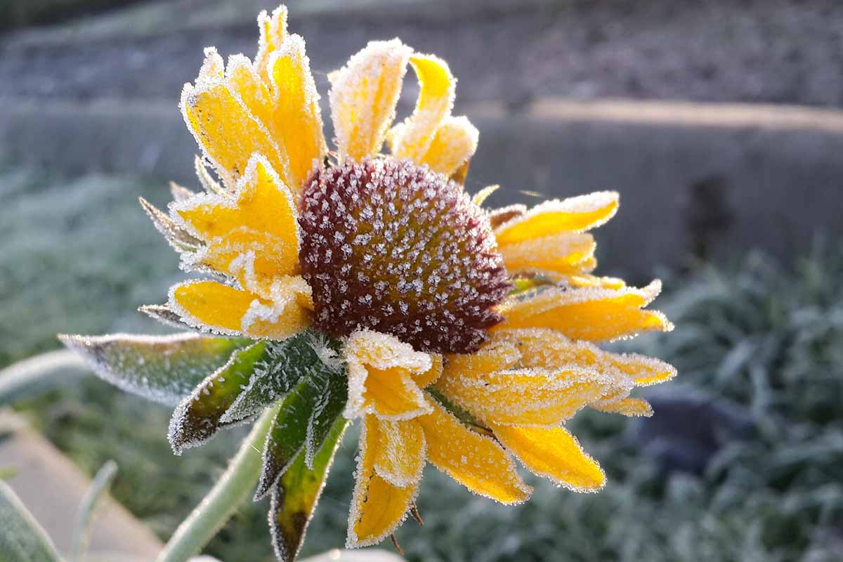 Une image horizontale en gros plan d'une fleur jaune vif recouverte d'une légère couche de givre, représentée sous un soleil léger sur un fond flou.