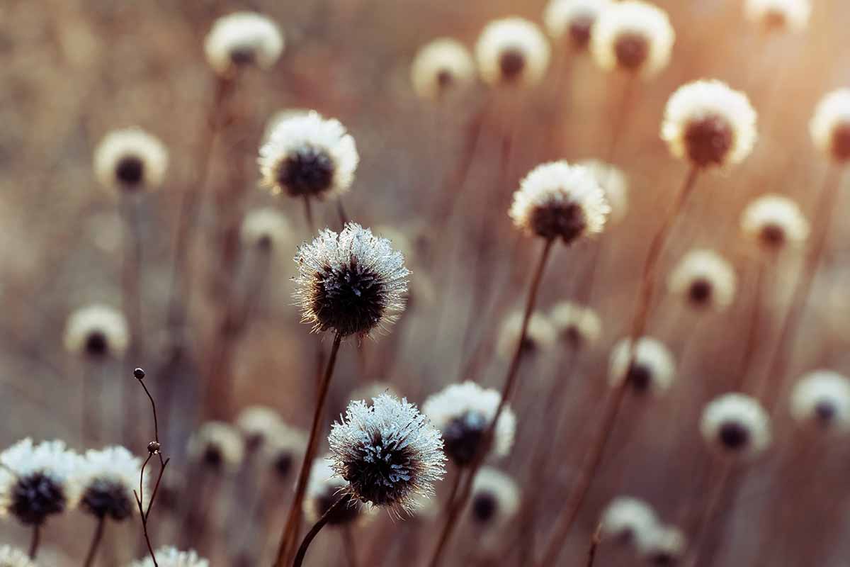 Une image horizontale en gros plan des têtes de graines d'une plante de gaillardia recouvertes d'une légère couche de givre, représentée sur un fond flou.