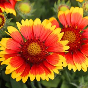 Comment préparer des fleurs de couverture (Gaillardia) pour l'hiver