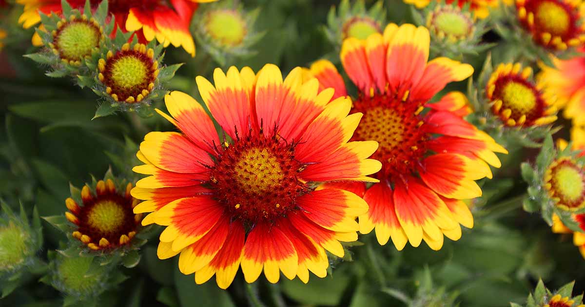 Comment préparer des fleurs de couverture (Gaillardia) pour l'hiver