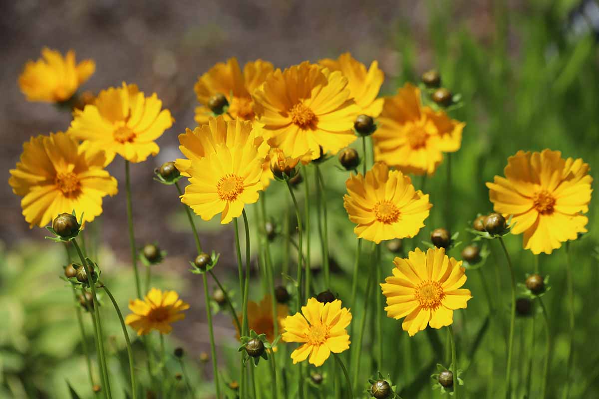 Une image horizontale en gros plan de fleurs de coréopsis jaunes poussant dans le jardin d'été.