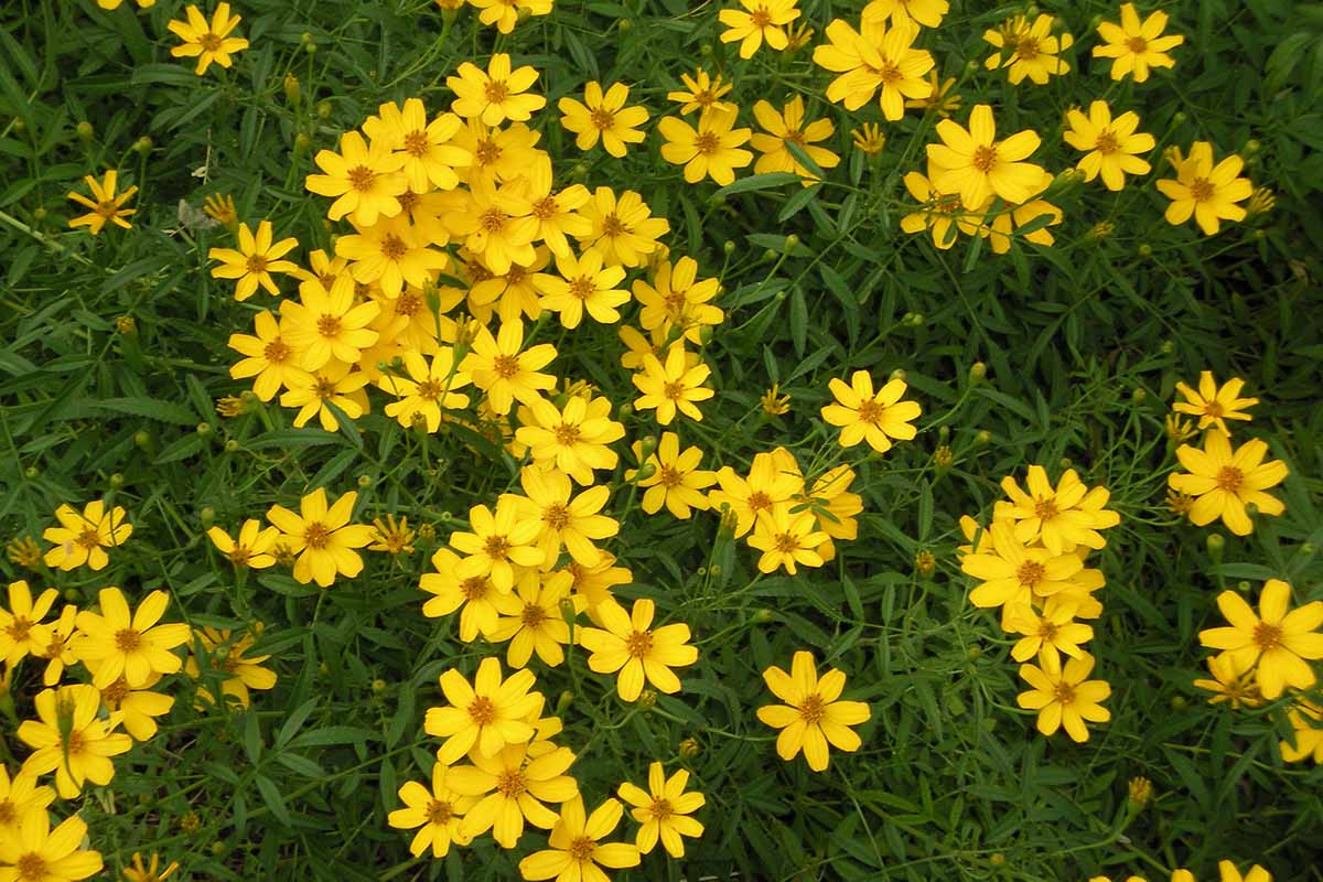 Une image horizontale en gros plan de petites fleurs de graines de tiques jaunes poussant dans le jardin, avec un feuillage flou en arrière-plan.