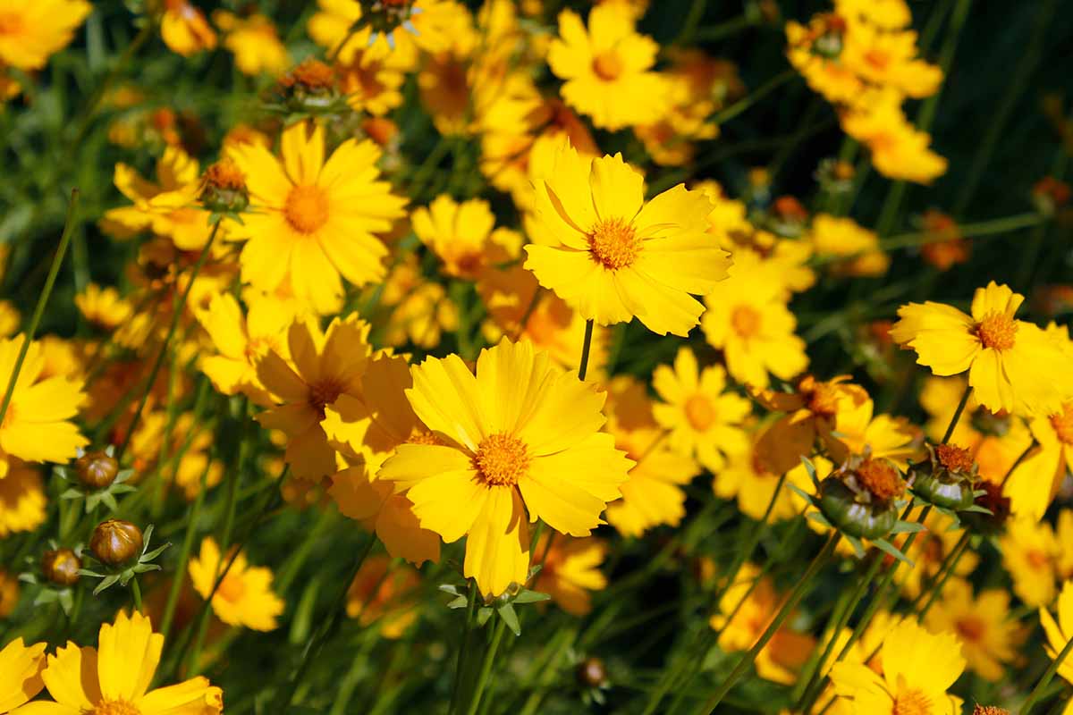 Une image horizontale en gros plan de fleurs de graines de tiques jaunes poussant dans le jardin.