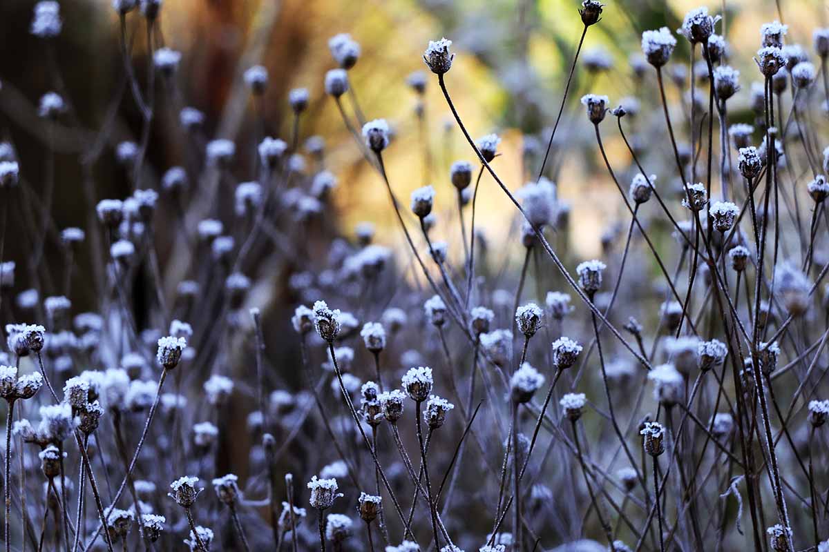 Une image horizontale en gros plan de plantes à graines de tiques couvertes de givre dans le jardin d'automne, représentée sur un fond flou.