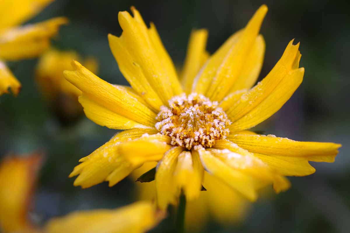 Image horizontale en gros plan d'une fleur de tique jaune vif recouverte d'une légère couche de givre, représentée sur un fond sombre et doux.