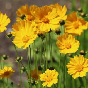 Comment préparer les fleurs de Coreopsis pour l'hiver