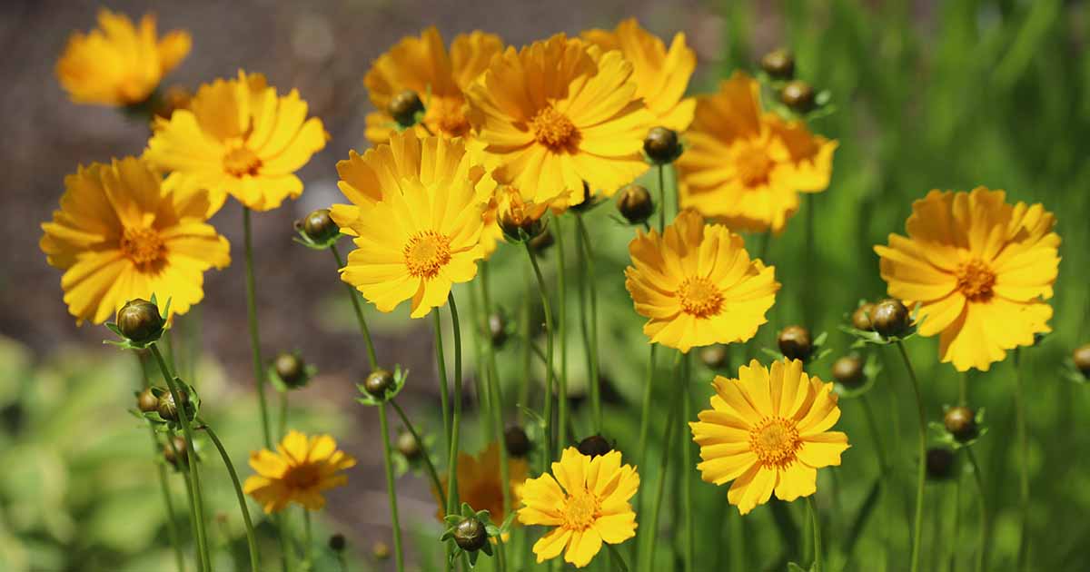Comment préparer les fleurs de Coreopsis pour l'hiver