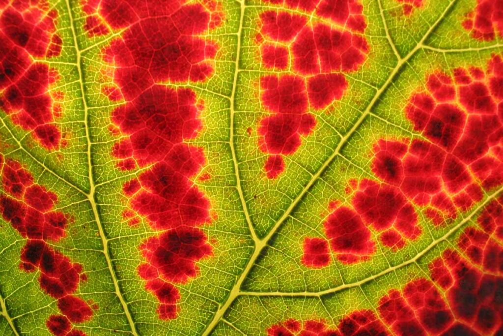 Une image agrandie en gros plan d'une feuille changeant de couleur en automne.